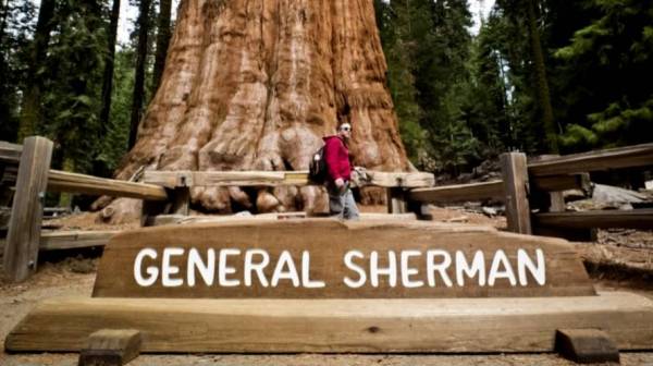 Gambar fail menunjukkan pokok tertinggi 'General Sherman' di dunia yang terdapat
di Taman Negara Sequoia, California. - Foto AFP