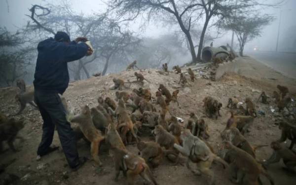 Gambar fail menunjukkan seorang lelaki memberikan makanan kepada sejumlah monyet di New Delhi. - Foto AP