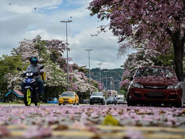 Musim kemarau panjang dan suhu minimum harian rendah merupakan faktor mencetuskan fenomena musim berbunga yang lebat di negara ini. 