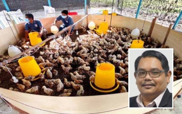 Kerajaan negeri Perak perlu mewartakan kawasan industri penternakan ayam bagi menjamin keperluan dan harga bekalan bahan itu untuk jangka masa panjang. - Gambar hiasan (Gambar kecil: Aswannudin)