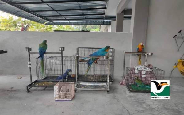 Antara burung-burung yang dirampas Jabatan Perhilitan Perak dalam Operasi Bersepadu Khazanah di sebuah rumah di Taman Klebang, Sungai Siput pada 3 September lalu.