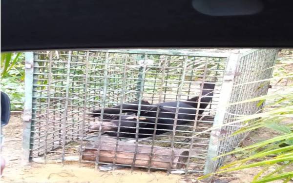 Beruang matahari jantan yang masuk perangkap dipasang Perhilitan di Kampung Rahmat, Chalok, Setiu - Foto ihsan pembaca