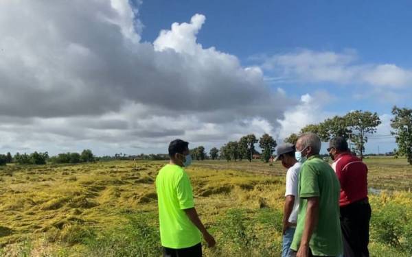 Pesawah melihat keadaan padi di kawasan Kurung Tengar dan Simpang Empat yang terjejas akibat angin kuat dan hujan.