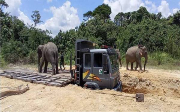 Gajah liar' yang diberi nama Limah ditangkap pada Selasa dibawa menaiki lori untuk dipindahkan ke Taman Negara Endau Rompin, Johor pada Sabtu.