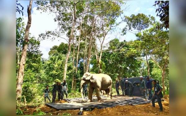 Awang Nor yang 'menceroboh' masuk ke kawasan penempatan penduduk di Kampung Sungai Tias, Kuala Krai berjaya dipindahkan oleh Perhilitan Kelantan pada Selasa.