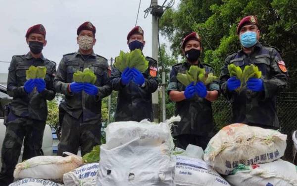 Ramli (tengah) bersama anggotanya menunjukkan antara rampasan daun ketum dilakukan oleh Batalion 18 di Markas Taktikal (MARTAK) PGA Bukit Kayu Hitam, dekat sini pada Sabtu.