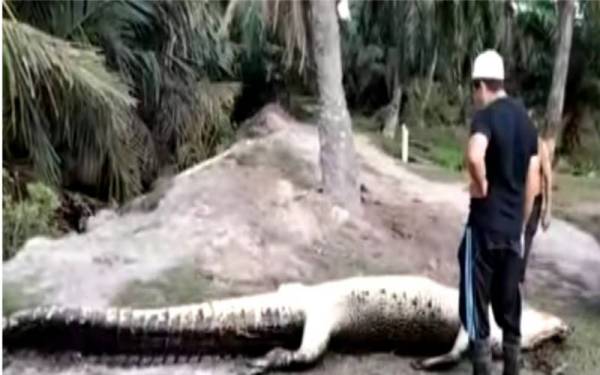 Bangkai buaya seberat 600kg ditemui terapung di Sungai Trong, Taiping. Foto: ihsan pembaca