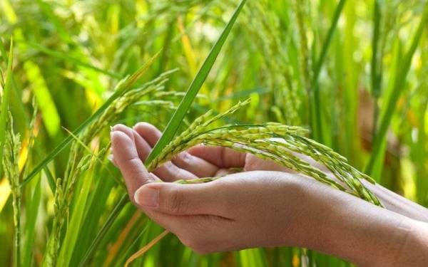 MAFI juga giat promosikan penanaman padi penghasilan tinggi seperti padi wangi dan padi pulut dalam negara.- Foto 123rf