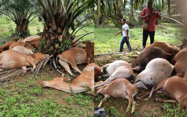 Sebanyak 18 ekor lembu peliharaan penternak di Kesedar Paloh 2, Gua Musang mati berhampiran pokok kelapa sawit disyaki dipanah petir pada malam Isnin.