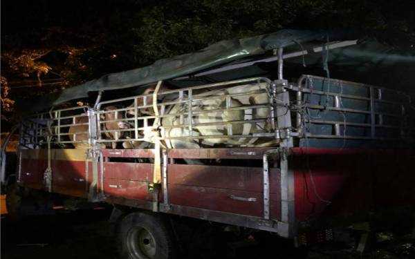 Lori yang membawa muatan 11 ekor lembu dalam serbuan berkenaan.