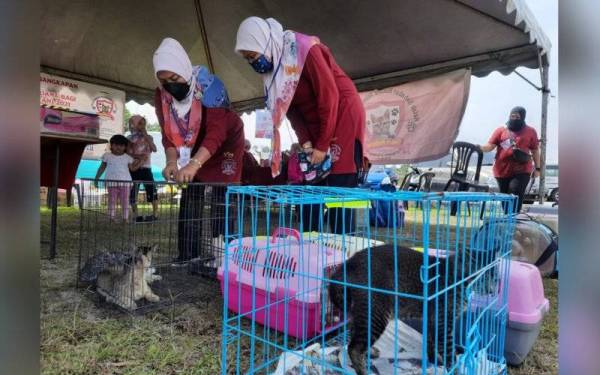 Hentian kucing bakal diwujudkan di lokasi peranginan Kuantan