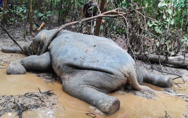 Bangkai gajah Borneo Pygmy betina ditemui mati di kawasan Sanktuari Hidupan Liar Hilir Kinabatangan, berhampiran Sungai Resang Sukau, Sukau.
