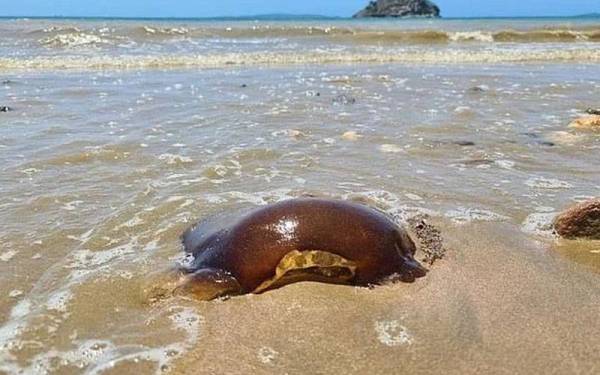 Gambar menunjukkan sejenis 'hidupan asing' yang terdampar di sebuah pantai di Australia baru-baru ini. - Foto Australian Native Animals/ Facebook