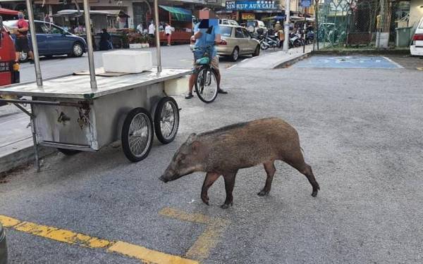 Seekor babi hutan dikesan sedang berkeliaran di hadapan dan sekitar Pasar Awam Pulau Tikus pada pagi Jumaat.