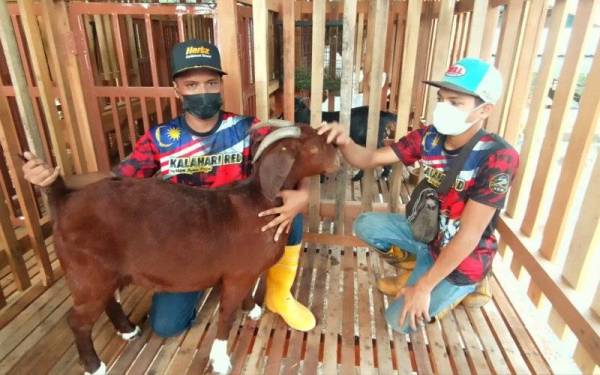 Mohd Azwan (kiri) bersama pembantunya menunjukkan ibu kambing yang dijadikan sebagai induk dibeli pada harga RM30,000 seekor.