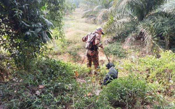 Unit K9 Bomba dan Penyelamat turut sama menyerta SAR mencari lelaki orang asli di dalam hutan di Kampung Kundang yang ditamatkan pada petang Ahad. - Foto: Ihsan bomba