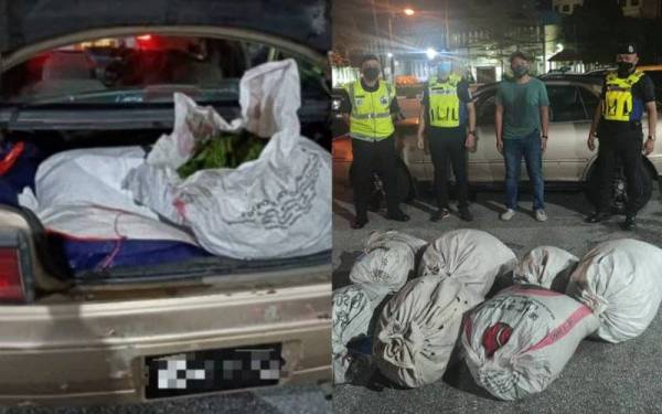 Gambar kiri, 60kg daun ketum bernilai RM2,400 ditemui dalam but sebuah kereta yang dipandu suspek di Hentian R&R Behrang arah Selatan pada Ahad. Gambar kanan, polis Daerah Muallim merampas 60kg daun ketum yang dibawa suspek dari Kedah ke Selangor. - Foto ihsan PDRM