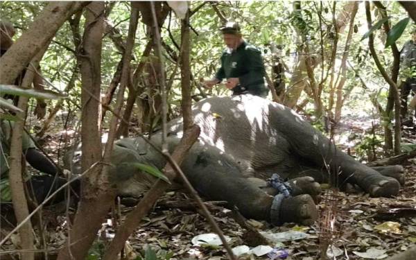 Perhilitan Terengganu menangkap seekor gajah liar yang dikesan memasuki kawasan Kampung Pengkalan Atap, Batu Rakit di Kuala Nerus, pada Selasa. - Foto ihsan Pembaca