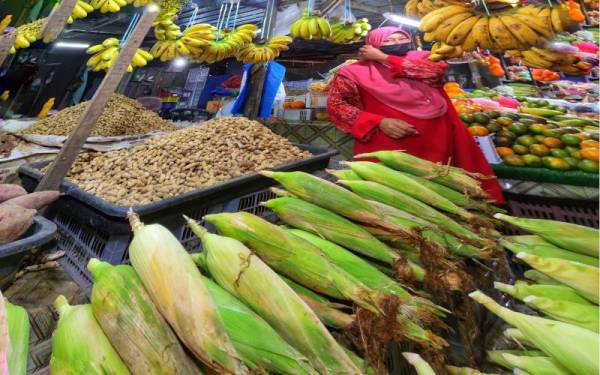 UniSZA melalui FBIM memberi tumpuan terhadap kajian pembiakbakaan tumbuhan khususnya berkaitan industri jagung. 