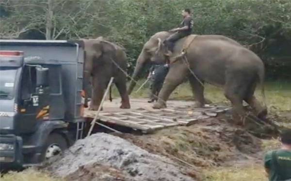 Gajah liar (kiri) berjaya dinaikkan ke atas lori setelah dipujuk dua gajah denak dari Pusat Konservasi Gajah Kebangsaan Sungai Deka, Hulu Terengganu iaitu Suria dan Kala.