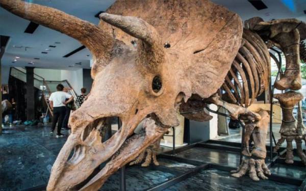 Rangka tulang dinosaur triceratops dilelong oleh Firma Lelongan Drouot di Paris pada Khamis. - Foto EPA-EFE