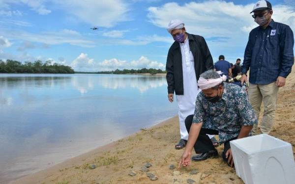 Ariffin melepaskan anak tuntung laut ke sungai Mangkuk di Setiu, pada Sabtu.