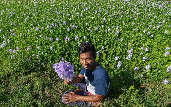 Sidek Ali menunjukkan bunga keladi bunting yang kini mula mengeluarkan bunga berwarna ungu ketika tinjauan di Kampung Kok Bedollah. - Foto Bernama