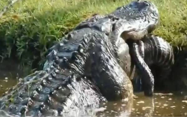 Seekor aligator membaham haiwan sejenisnya yang lebih kecil di Mukim Horry, Carolina Selatan, baru-baru ini. - Foto Taylor Soper