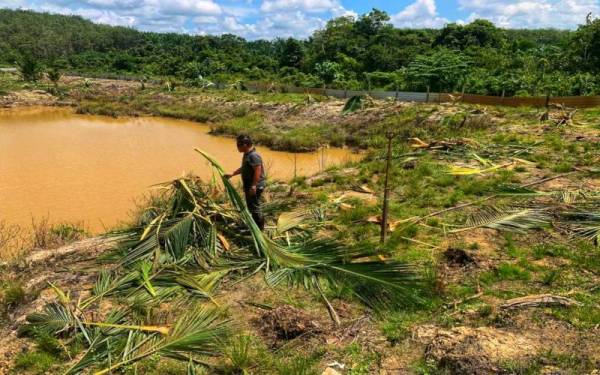 Rosli ketika melihat kebun miliknya yang musnah akibat serangan haiwan liar tersebut pada Isnin