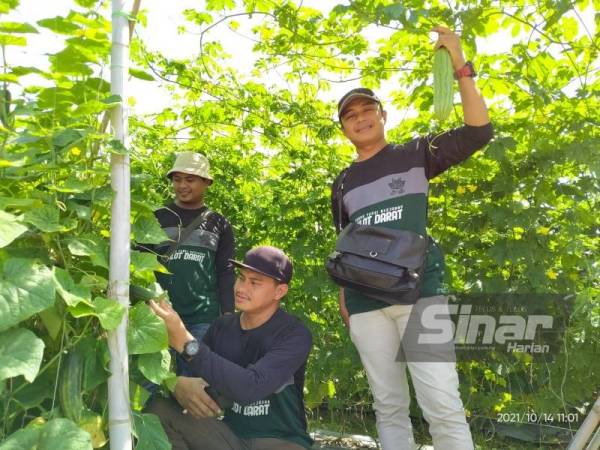 Tiga anak muda bersama hasil tanaman peria yang diusahakan di kawasan Lasah, Sungai Siput.