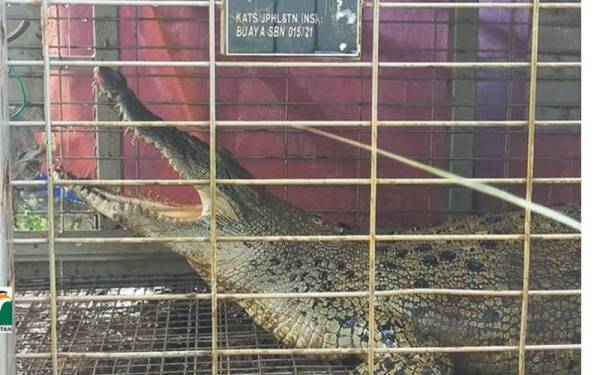 Reptilia tersebut berkemungkinan tersesat ke kawasan tersebut dan dipercayai dibawa arus air dari Sungai Linggi.