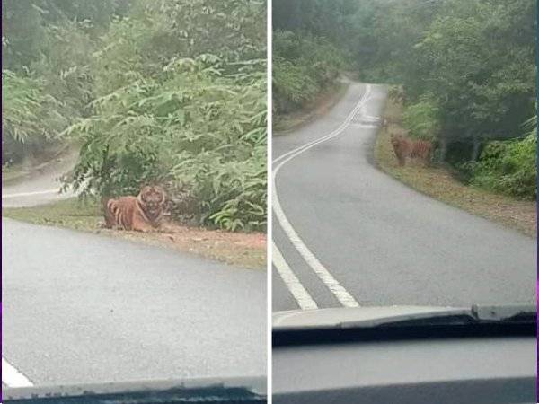 Tangkap layar daripada akaun Facebook milik Mohd Shahrom yang memaparkan seekor harimau muncul di tepi jalan dan mendakwa berlaku di Jemaluang, Mersing baru-baru ini.