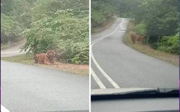 Pada 20 Oktober lepas, media melaporkan dua rakaman video memaparkan gelagat beberapa individu yang terserempak dengan haiwan pemangsa berkenaan di Hutan Simpan Lenggor membunyikan hon kenderaan, tular di media sosial.