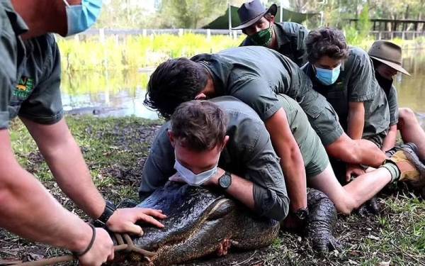 Kira-kira 12 lelaki terpaksa 'bertarung' dengan seekor aligator jantan Amerika seberat 350 kilogram di sebuah zoo di New South Wales (NSW), Australia, baru-baru ini.