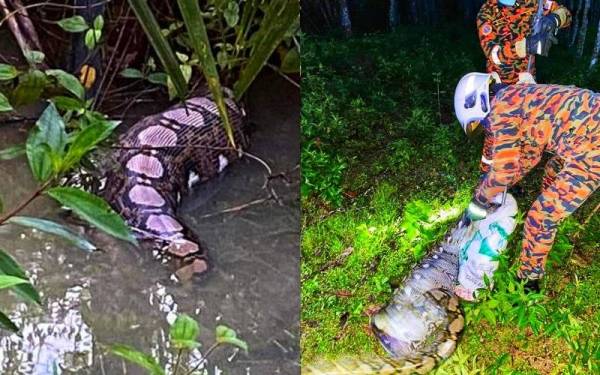 Ular sawa yang ditemui dalam sebuah kolam berhampiran kandang kambing berjaya ditangkap oleh bomba. - Foto ihsan Bomba