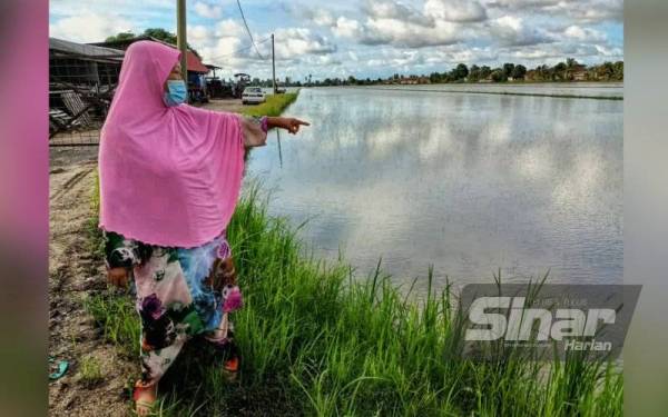 Rohani menunjukkan sawahnya yang dipenuhi air sehingga menyebabkan benih padi yang ditabur pada 22 Oktober lalu tidak mengeluarkan tunas.
