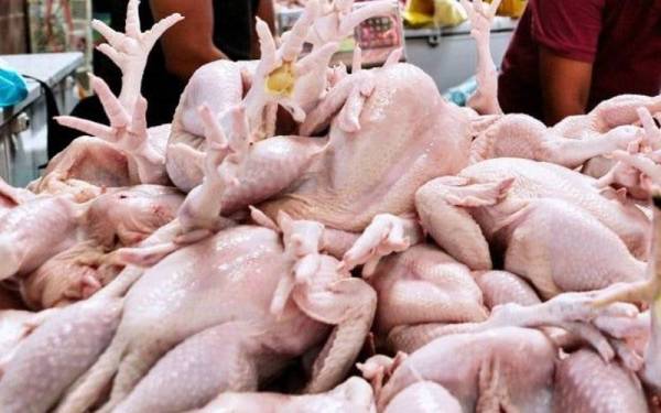 KPDNHEP siasat dakwaan berlakunya gangguan bekalan ayam hingga timbul kenaikan harga di Terengganu dan Kelantan. Gambar hiasan