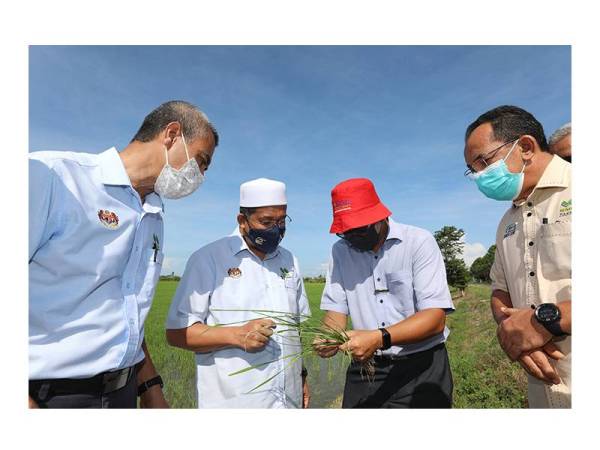 Ahmad Tarmizi (dua dari kiri) turun padang bagi memantau program kawalan perosak dan penyakit padi di Kawasan Muda.