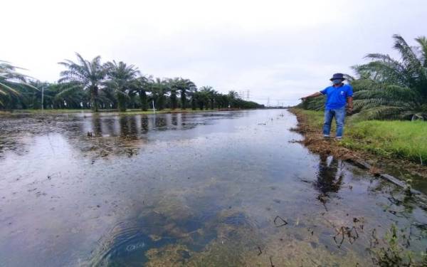 Keadaan petak sawah penduduk yang ditenggelami air menyebabkan pesawah menunda penanaman padi. - Foto ihsan pembaca