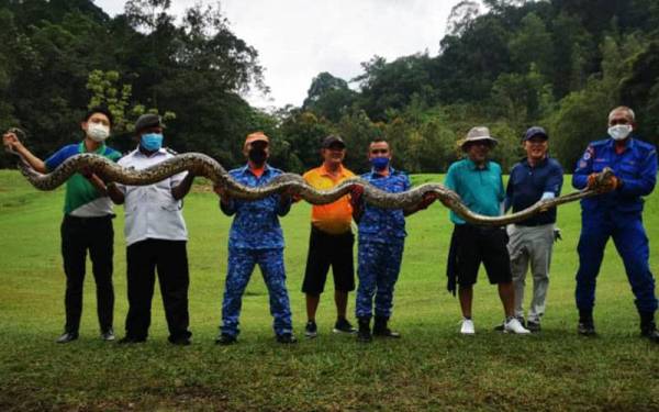 APM berjaya menjinakkan ular sawa sepanjang 5.4 meter selepas hampir dua jam bergelut. - Foto ihsan APM Daerah Kinta