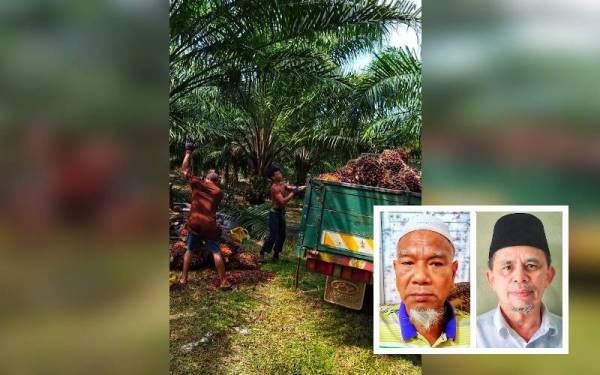 Kemasukan buruh asing melegakan peneroka yang banyak terjejas sebelum ini susulan kekurangan tenaga buruh di ladang. Gambar kecil: Sulaiman Bakar, Razak Daud