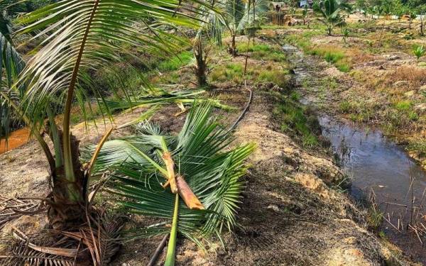 Pokok kelapa Tacunan yang ditanam di kebun milik Rosli musnah akibat serangan gajah pada Selasa.