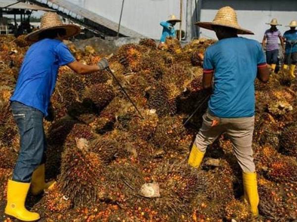 Malaysia tidak mempunyai tenaga kerja yang mencukupi untuk kerja-kerja penuaian di ladang kelapa sawit.(Gambar hiasan) - Foto AFP