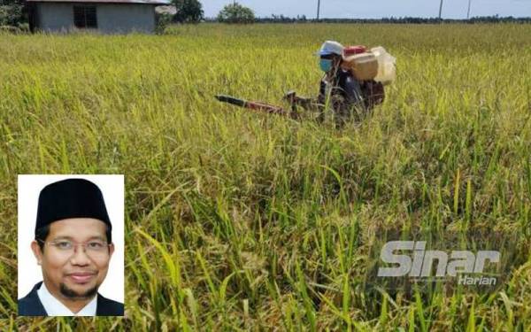 MADA meminta kerajaan menimbangkan langkah intervensi menstabilkan harga baja dan racun khususnya bagi sektor penanaman padi atas dasar sekuriti makanan negara. Gambar hiasan