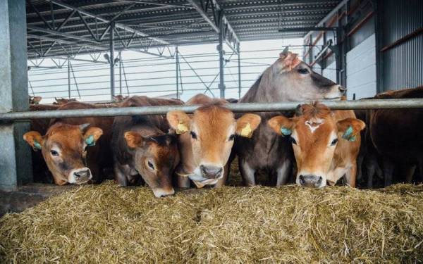 Teknik AI ialah memasukkan benih jantan baka elit ke dalam saluran pembiakan lembu betina secara manual tanpa pengawanan semula jadi. Gambar hiasan 123rf