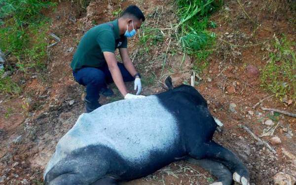 Bangkai tapir ditemui di tebing terusan Ban Canal Parit 9, Jalan Ban Canal Sekinchan, pada Jumaat