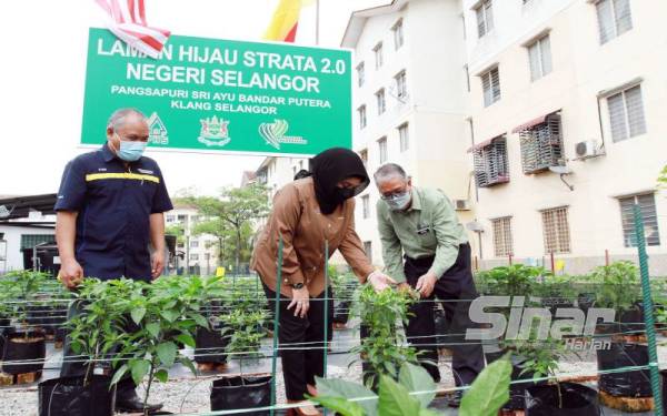 Haslina Abdul Hamid (tengah) bersama Ketua Pengarah Jabatan Pertanian, Datuk Zahimi Hassan (kanan) dan Pengerusi Pangsapuri Sri Ayu, Kamarulzaman Masri @ Shaarani (kiri) melihat hasil tanaman yang diusahakan oleh penduduk di Pangsapuri Sri Ayu, Bandar Putera pada Khamis. Foto Sinar Harian/ ROSLI TALIB