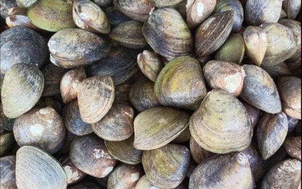 Jabatan Perikanan Kelantan mengesahkan kerang-kerangan di sekitar perairan Pantai Geting kini selamat untuk dimakan.