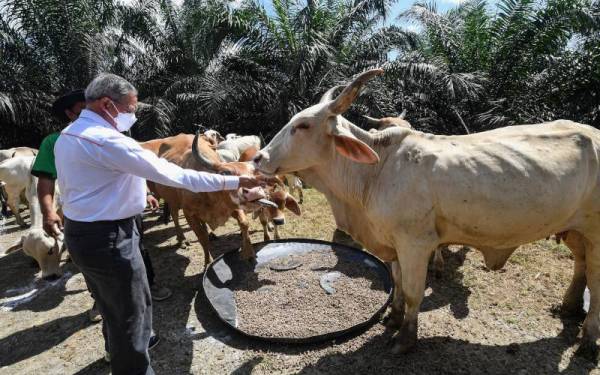 Mustapa memberikan garam jilat pada kawanan lembu sewaktu melawat pusat ternakan lembu selepas merasmikan Hab Lembu Pedaging Felda Sahabat di Bandar Anjung Teduh pada Sabtu. - Foto Bernama