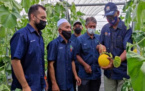 Rosol (kanan) menunjukkan buah Melon Manis Terengganu yang ditanam di Kampung Peradong, Manir.